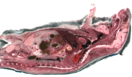 Image: Bright field cryoimage of a whole mouse. Cryoimaging enables high-resolution, 3-D color imaging in bright field and fluorescence with the acquisition of several slices, such as this image, at 10-40 micrometer intervals (Photo courtesy of Case Western Reserve University).